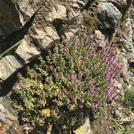 別荘 Weekendica コパオニク