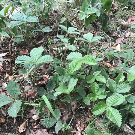 Weekendica Case de vacanță Kopaonik