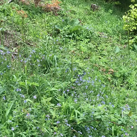 Weekendica Case de vacanță