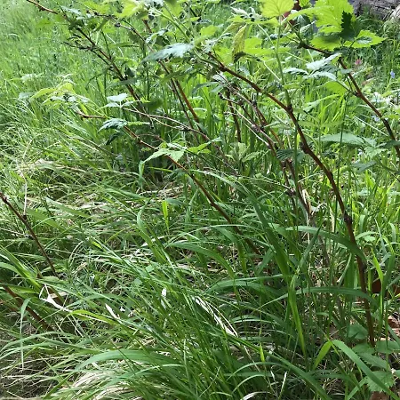 Case de vacanță Weekendica Kopaonik