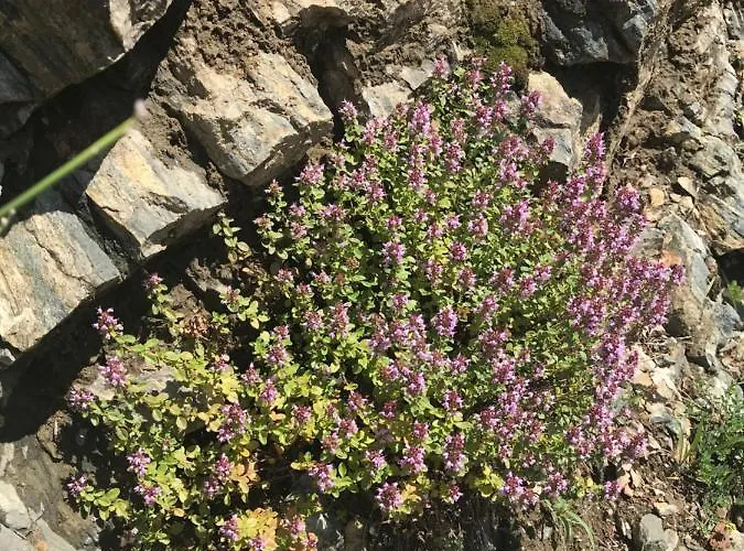 度假居 Weekendica 科帕奥尼克