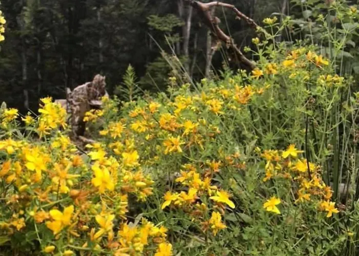 度假居 Weekendica