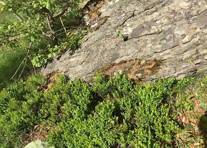 Weekendica 度假居