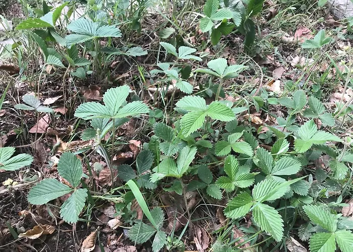 Weekendica 度假居 科帕奥尼克