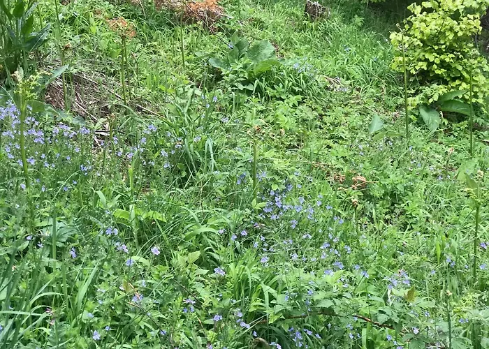 Weekendica 度假居