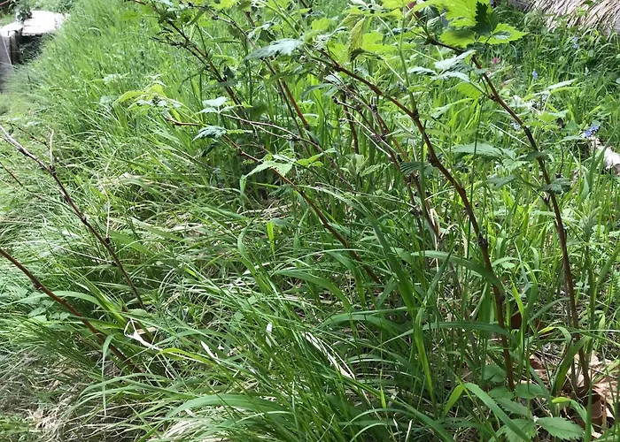 度假居 Weekendica 科帕奥尼克